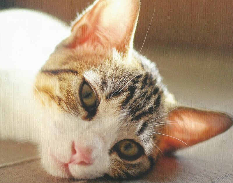 Tabby Cat Lying Down — White, Calm, Photograph, Floor
