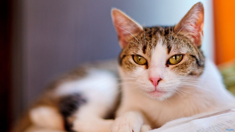 Tabby Cat Lying Down — White, Calm, Photograph