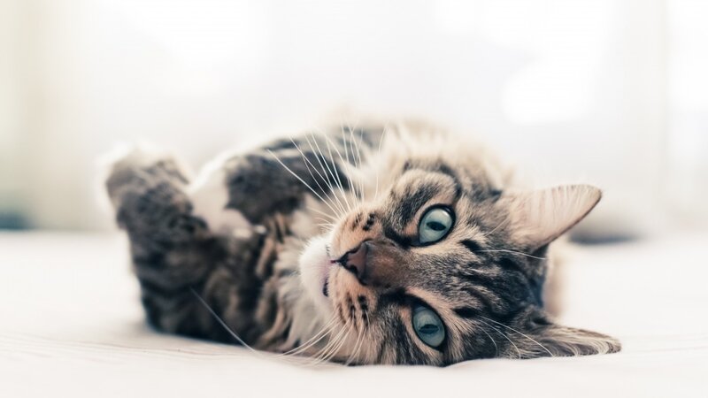 Tabby Cat Lying Down — White, Calm, Photograph, Whiskers, Eyes