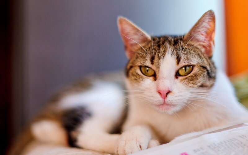 Tabby Cat Lying Down — White, Calm, Photograph, Whiskers