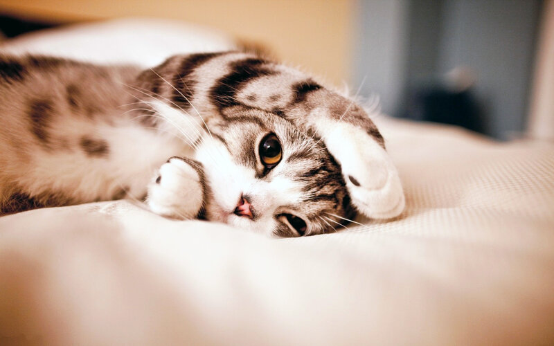 Tabby Cat Lying Down — White, Calm