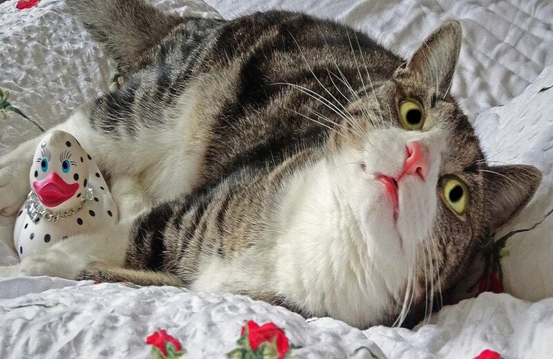 Tabby Cat Lying Down — White, Relaxed