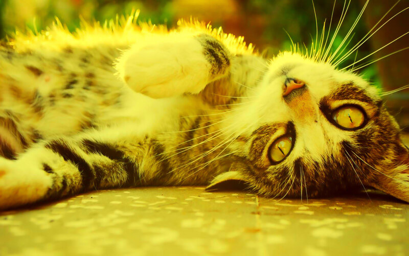 Tabby Cat Lying Down — Yellow, Relaxed