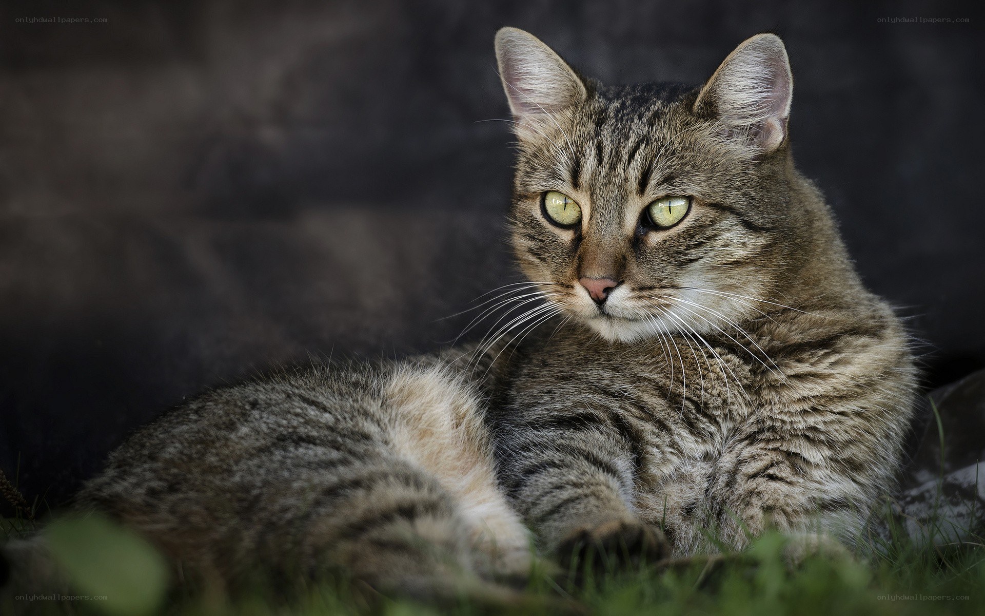 tabby cat lying in grass