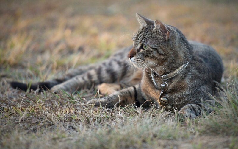 Tabby Cat Lying in Grass — Brown, Calm