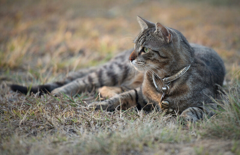 Tabby Cat Lying in Grass — Brown