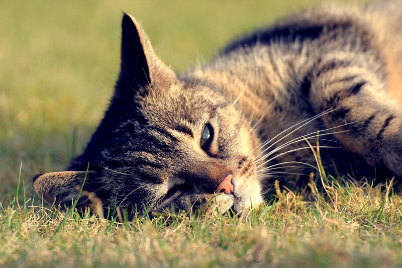 Tabby Cat Lying in Grass — Green