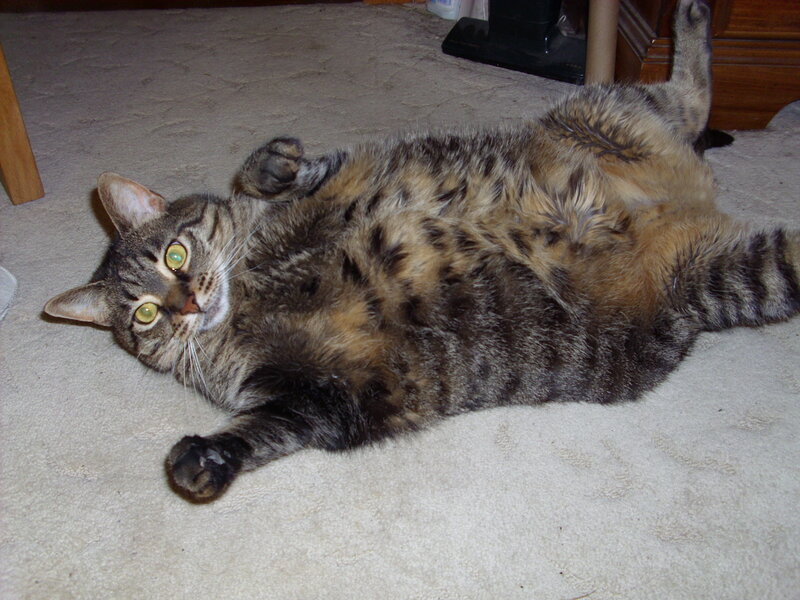 tabby cat lying on back