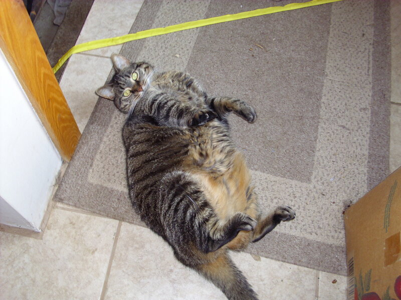 tabby cat lying on back
