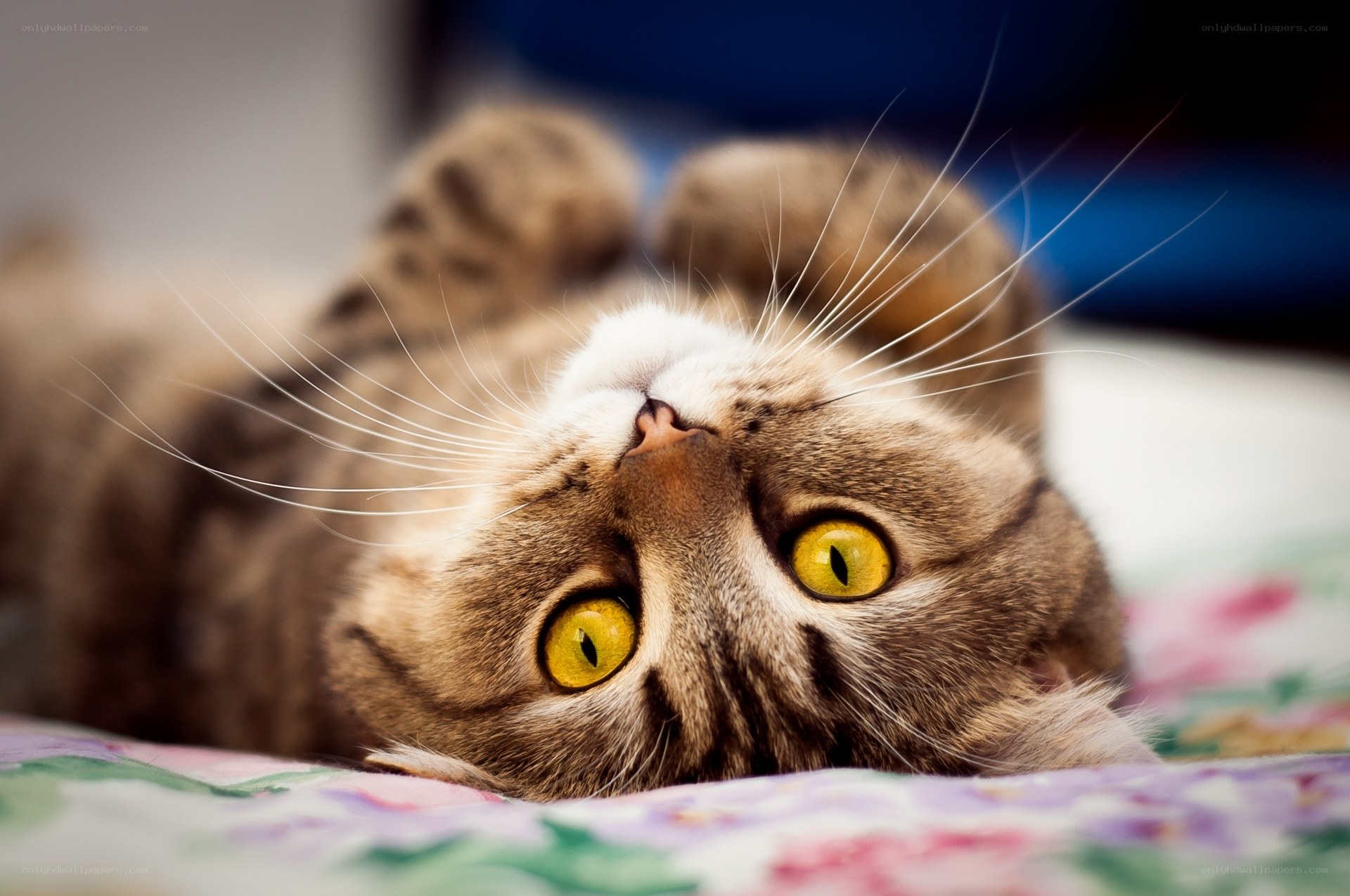 tabby cat lying on back