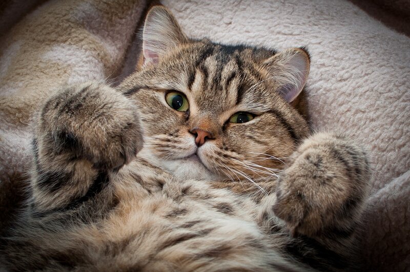 tabby cat lying on back