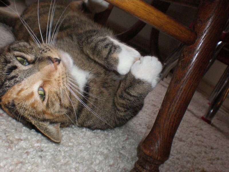 tabby cat lying on back
