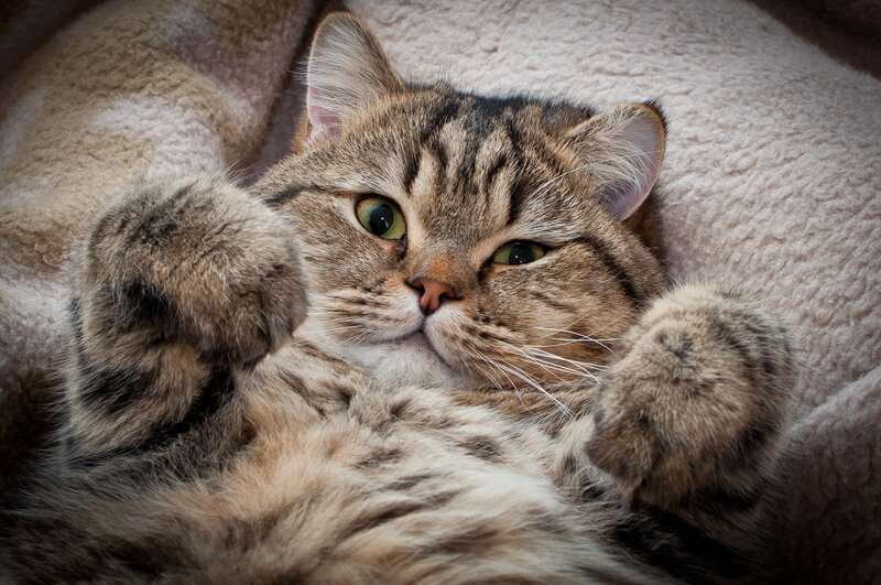 tabby cat lying on back