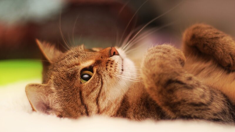tabby cat lying on back