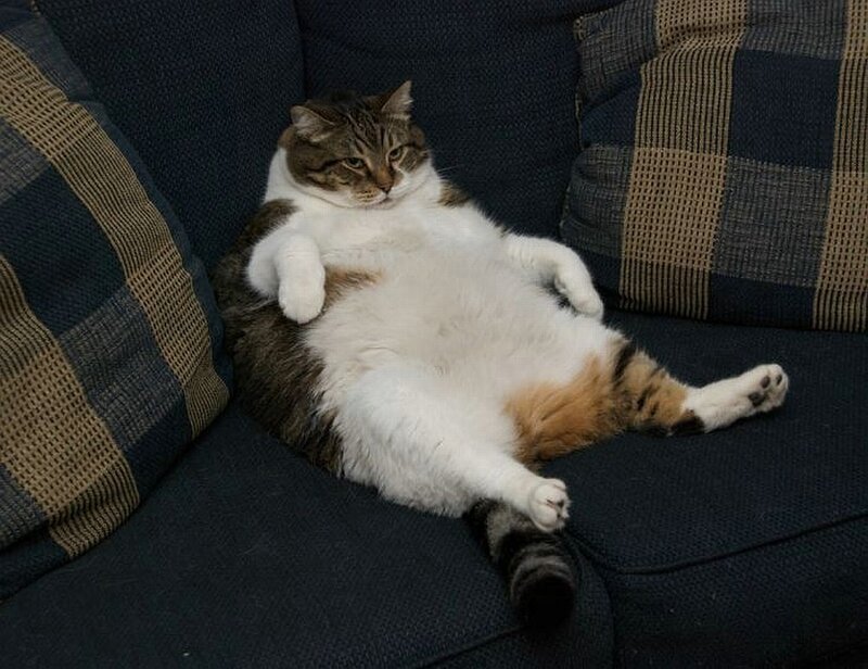 Tabby Cat Lying on Back — Blue, Relaxed