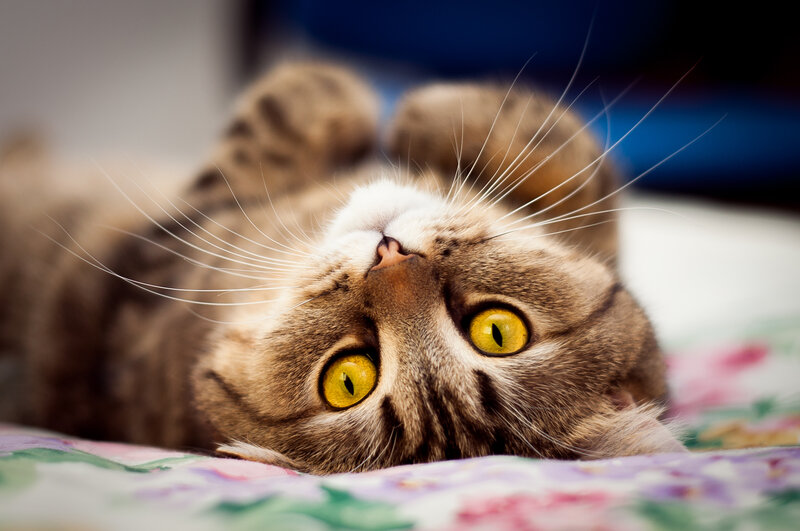 Tabby Cat Lying on Back — Brown, Playful, Photograph