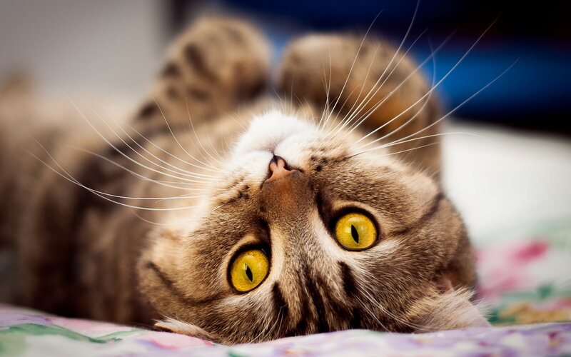 Tabby Cat Lying on Back — Brown, Playful, Photograph, Whiskers
