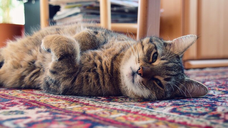 Tabby Cat Lying on Back — Brown, Relaxed, Afternoon, Photograph, Carpet