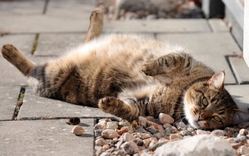 Tabby Cat Lying on Back — Brown, Relaxed, Afternoon, Photograph, Pavement