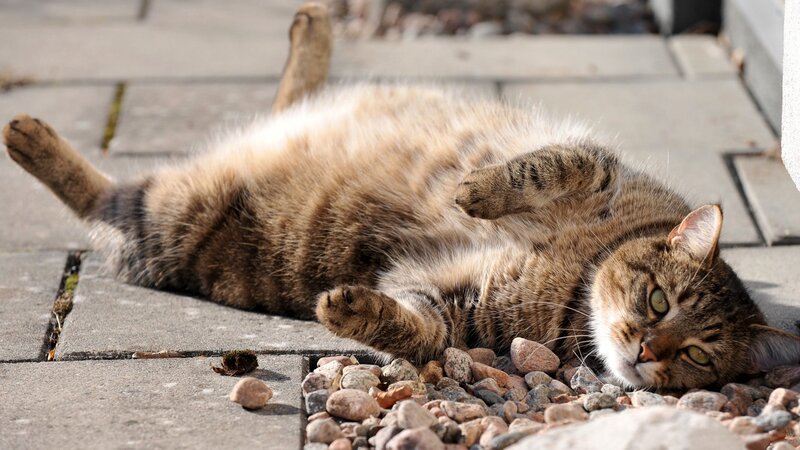 Tabby Cat Lying on Back — Brown, Relaxed, Afternoon, Photograph