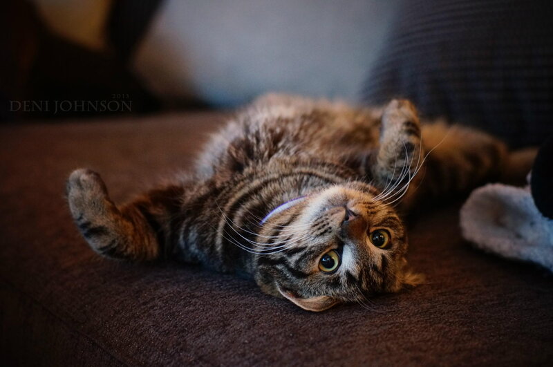 Tabby Cat Lying on Back — Brown, Relaxed, Photograph, Couch