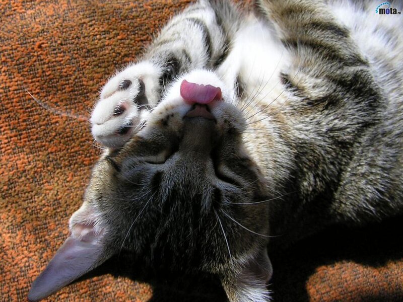 Tabby Cat Lying on Back — Brown, Relaxed, Photograph