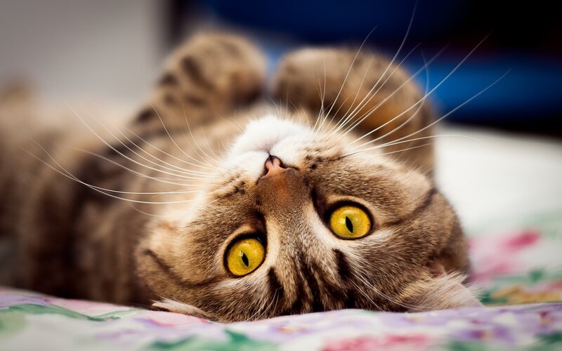 Tabby Cat Lying on Back — Brown, Relaxed, Photograph, Whiskers, Bed