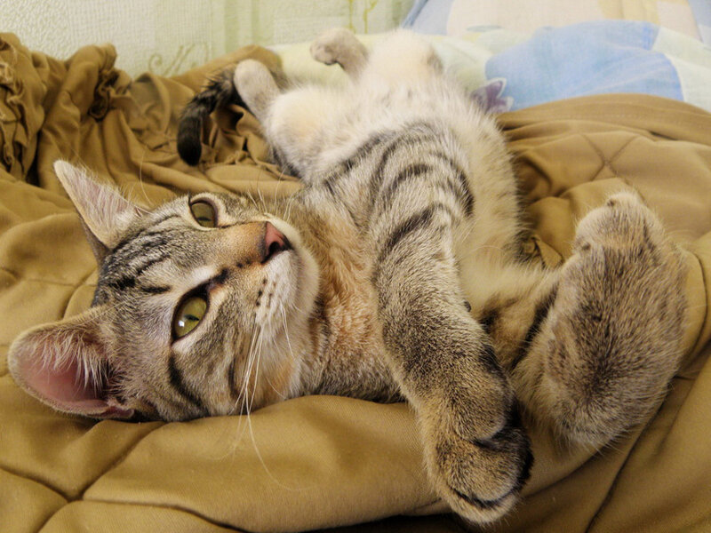 Tabby Cat Lying on Back — Brown, Relaxed