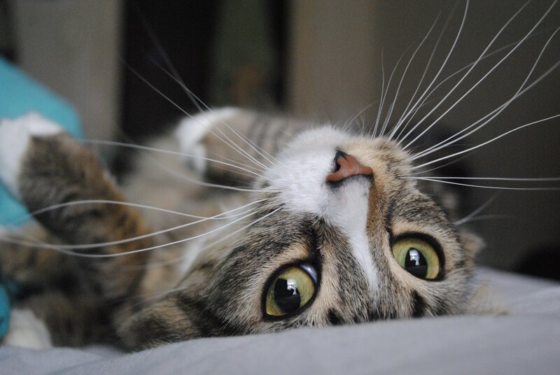 Tabby Cat Lying on Back — Gray, Curious