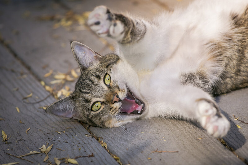 Tabby Cat Lying on Back — Gray, Playful, Afternoon