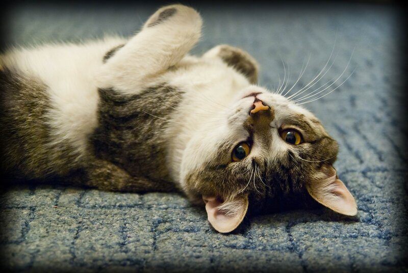Tabby Cat Lying on Back — Gray, Playful, Photograph, Carpet