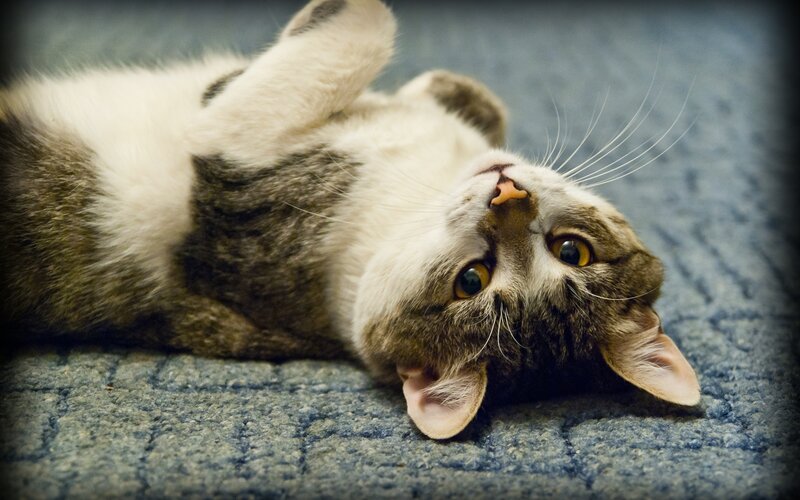 Tabby Cat Lying on Back — Gray, Playful, Photograph