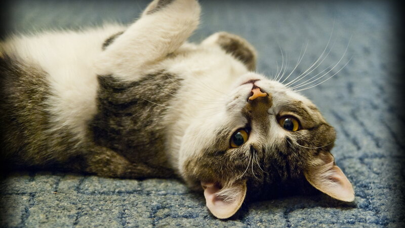 Tabby Cat Lying on Back — Gray, Playful