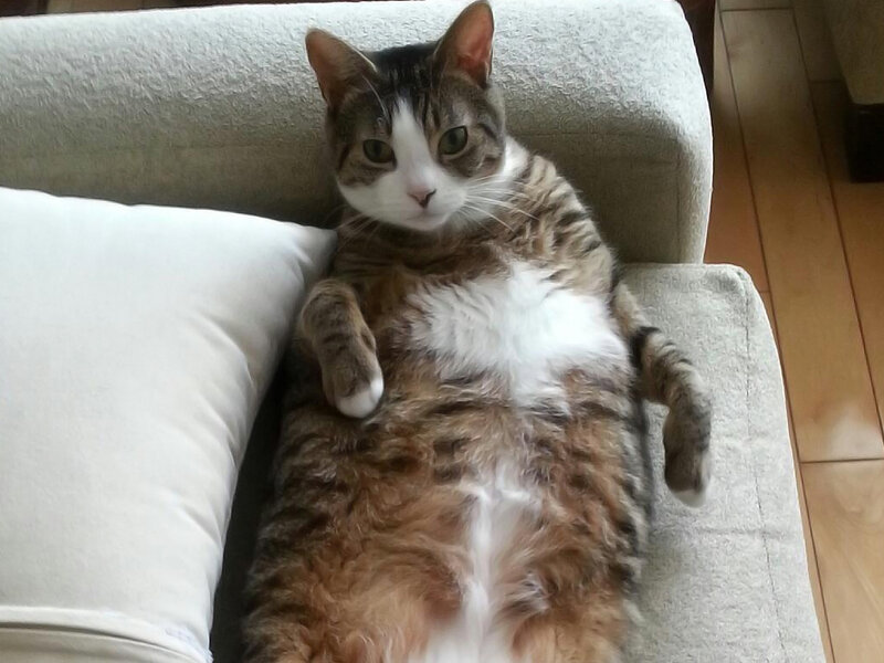 Tabby Cat Lying on Back — Gray, Relaxed, Photograph