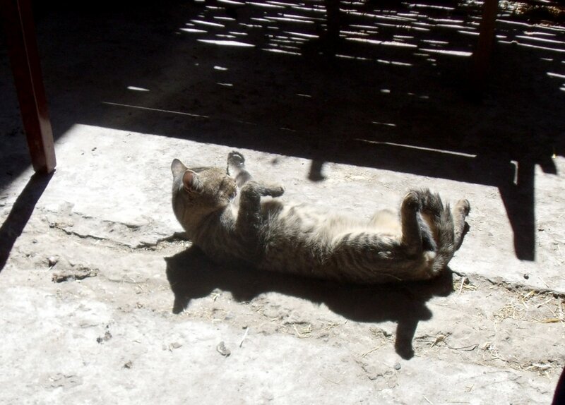 Tabby Cat Lying on Back — Gray, Relaxed