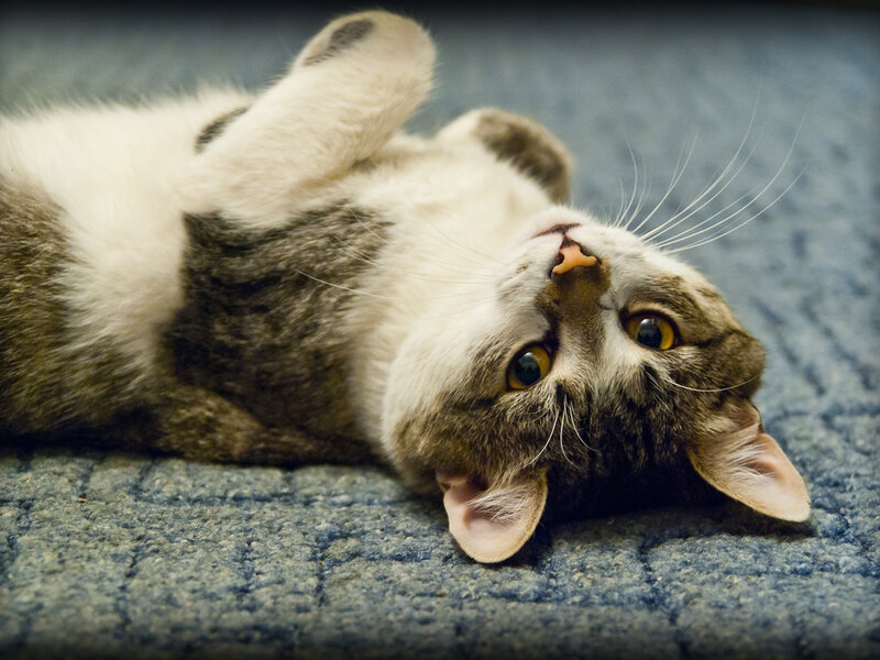 Tabby Cat Lying on Back — Gray