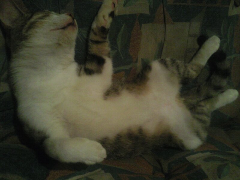 Tabby Cat Lying on Back — White, Relaxed, Night