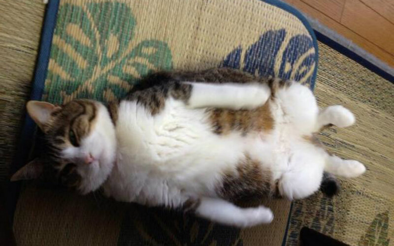 Tabby Cat Lying on Back — White, Relaxed