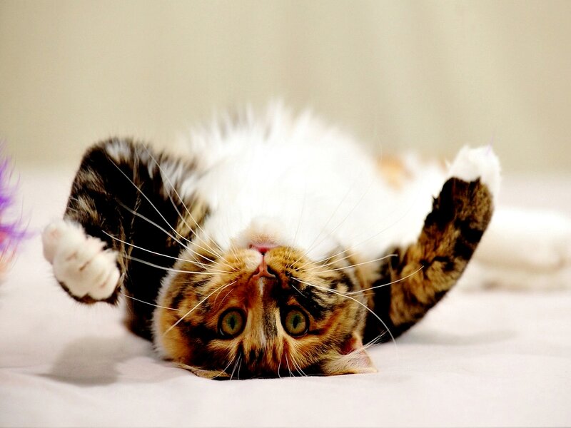 Tabby Cat Lying on Back — White