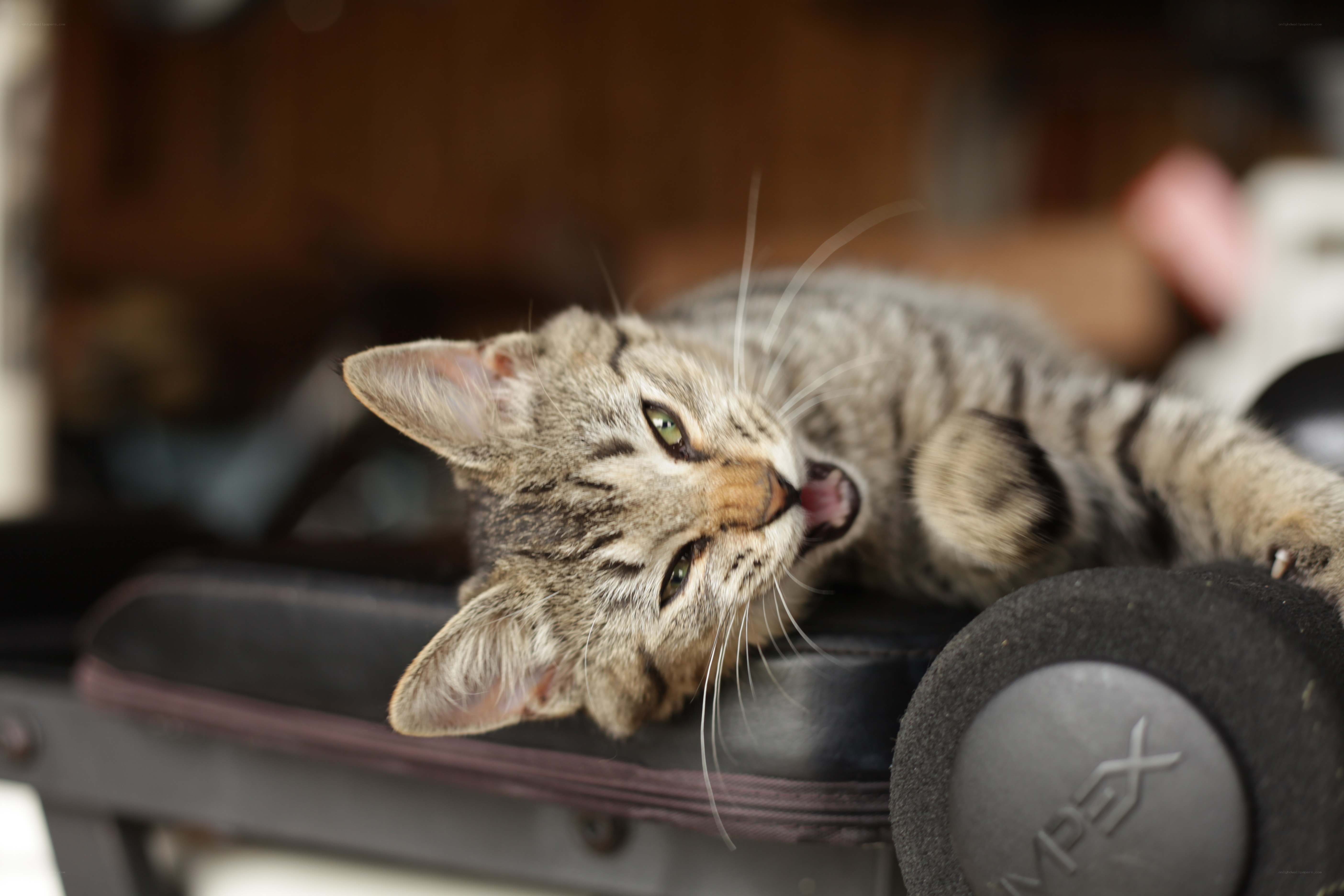 tabby cat lying on bench