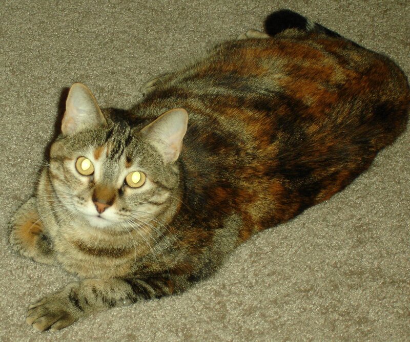 tabby cat lying on carpet