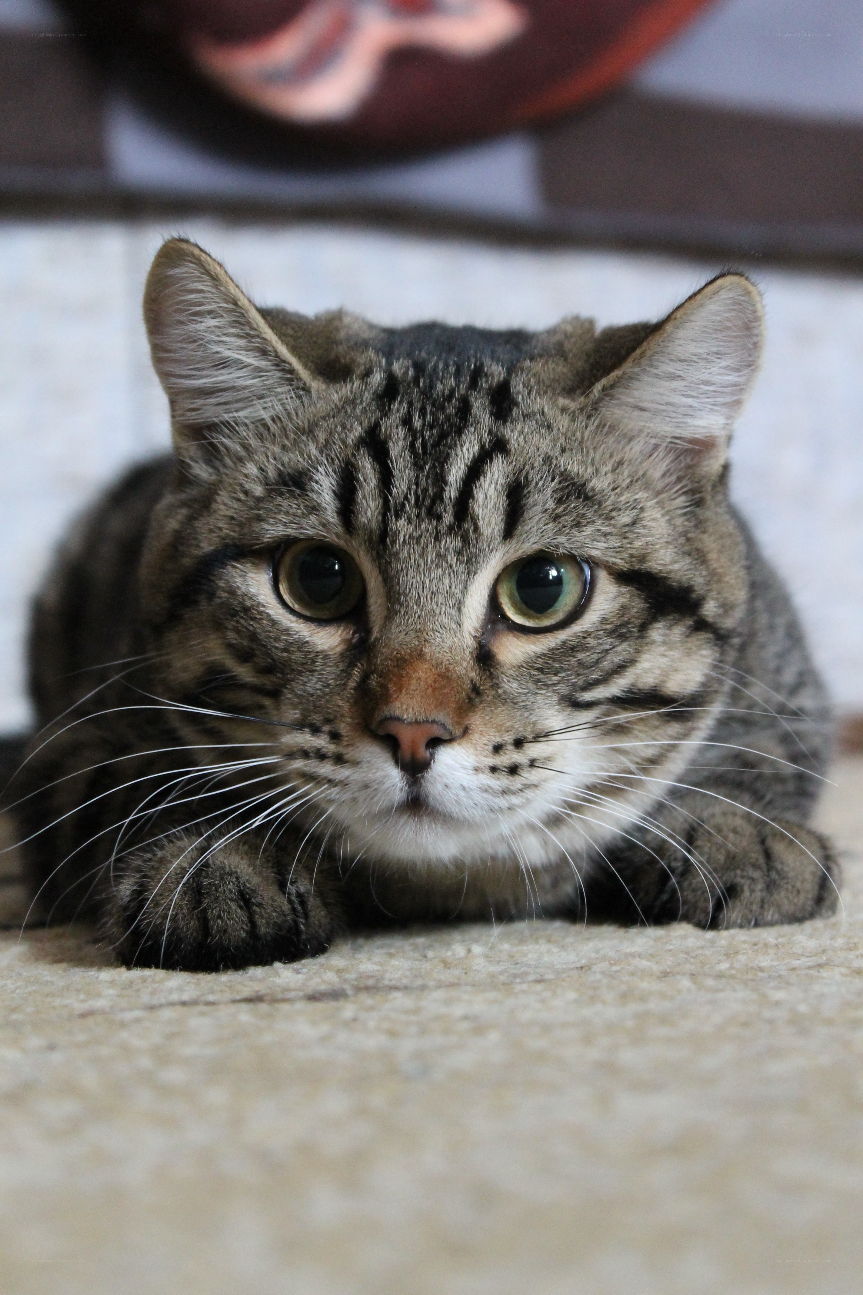tabby cat lying on carpet
