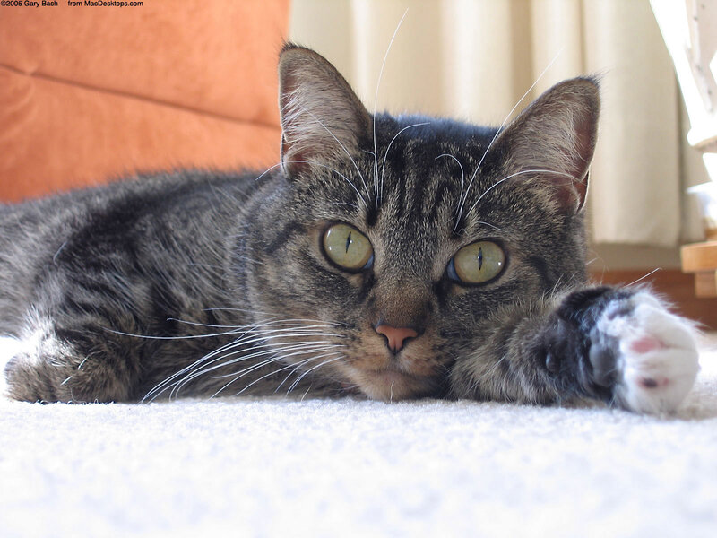 tabby cat lying on carpet