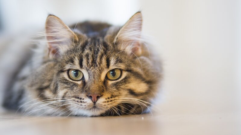 tabby cat lying on floor