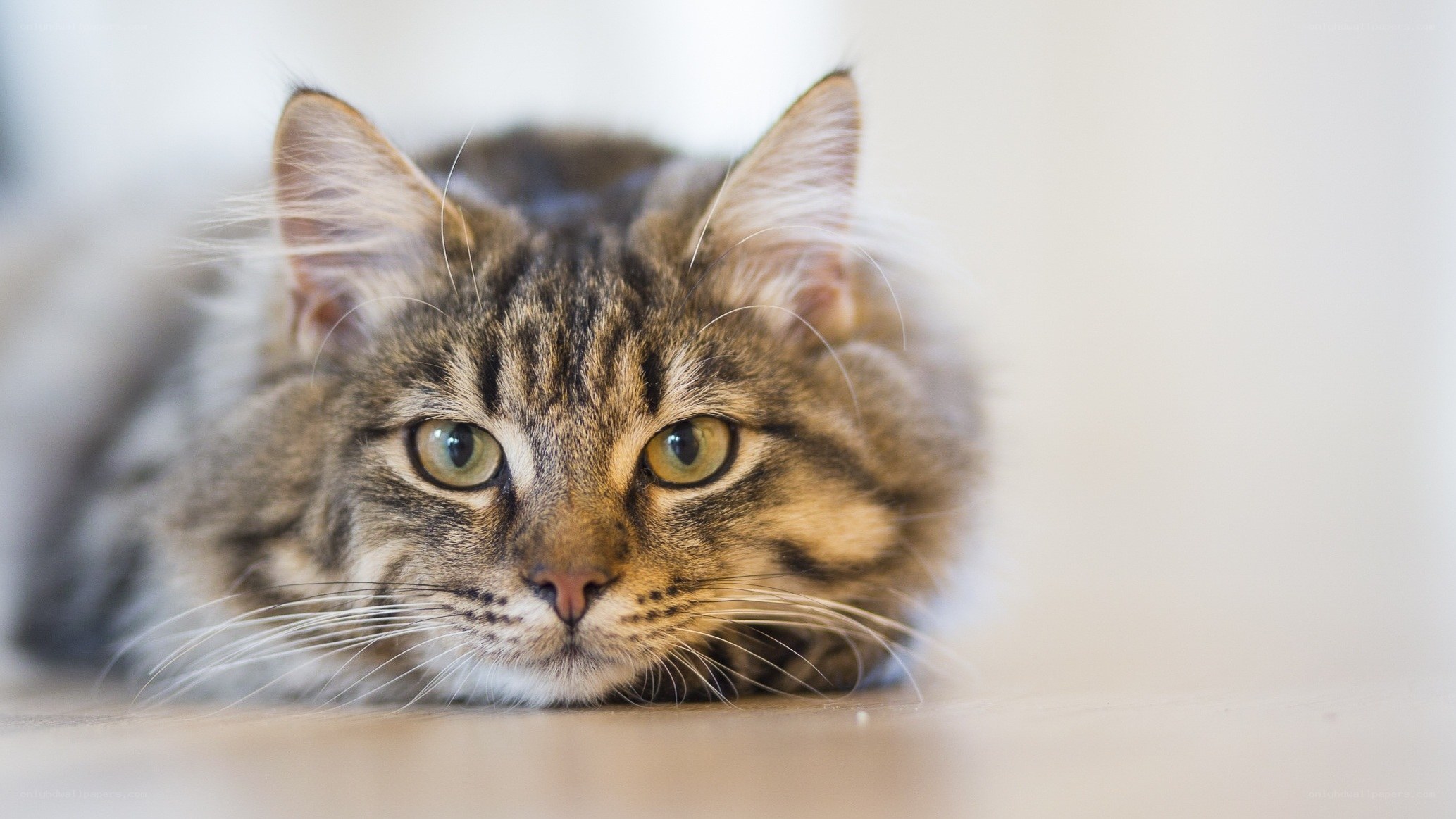 tabby cat lying on floor