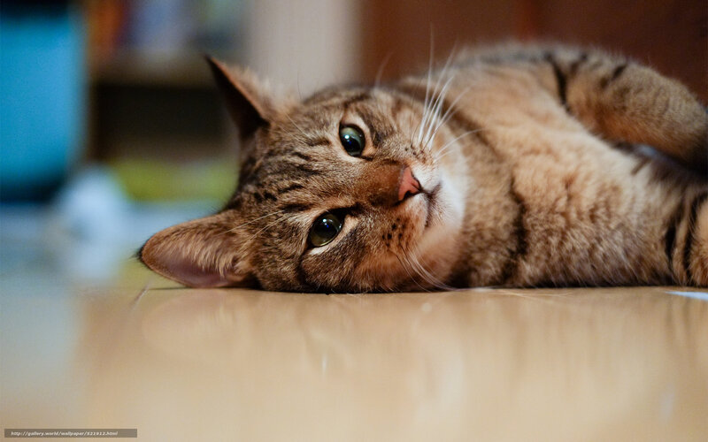 tabby cat lying on floor