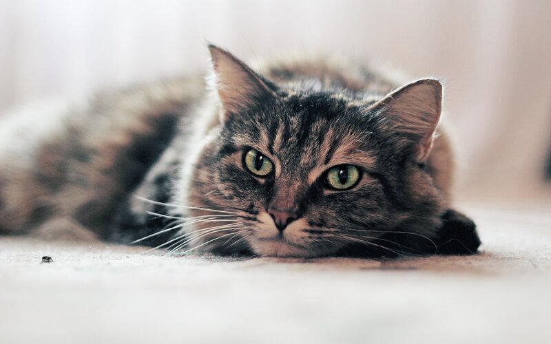 tabby cat lying on floor