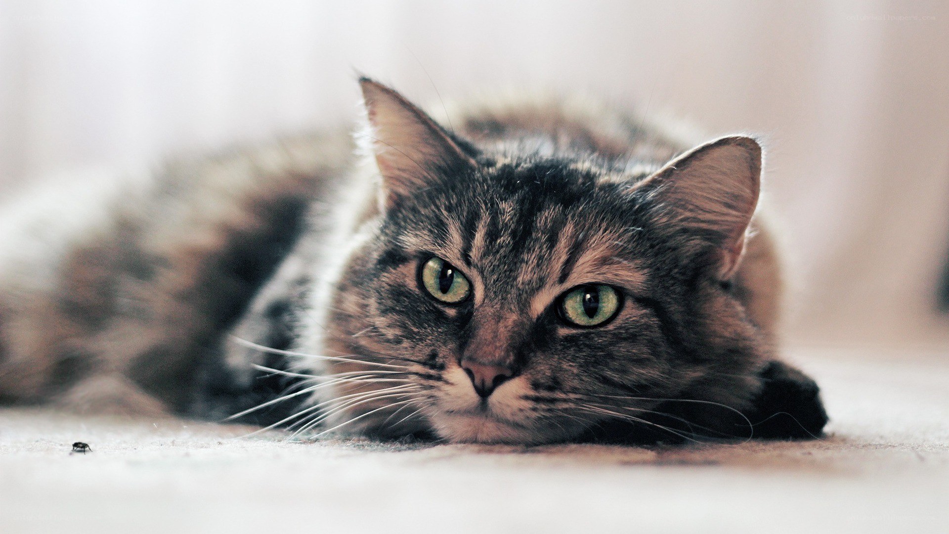 tabby cat lying on floor