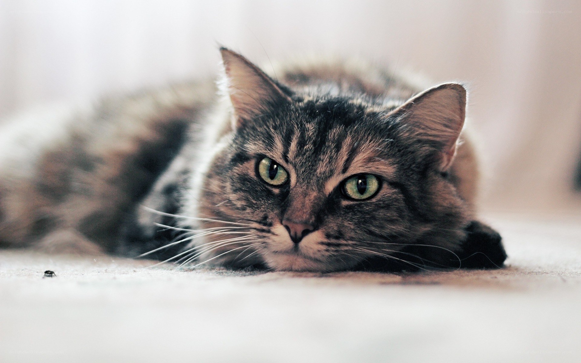 tabby cat lying on floor