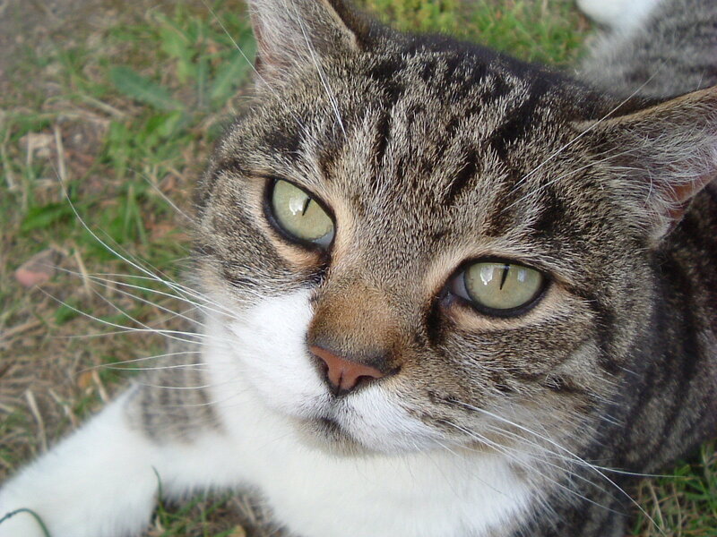 tabby cat lying on grass